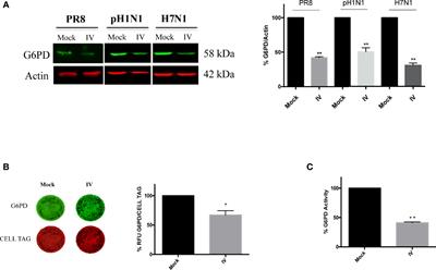 Influenza Virus Down-Modulates G6PD Expression and Activity to Induce Oxidative Stress and Promote Its Replication